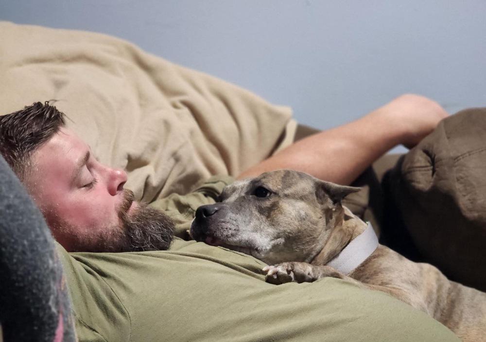 Luca  (Mom 2024), Adoptable, Adult Female Pit Bull Terrier & American Staffordshire Terrier.