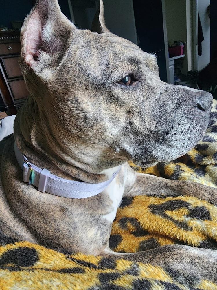 Enlarge Luca  (Mom 2024), a Adoptable mixed breed in Wenonah, NJ image 1/4