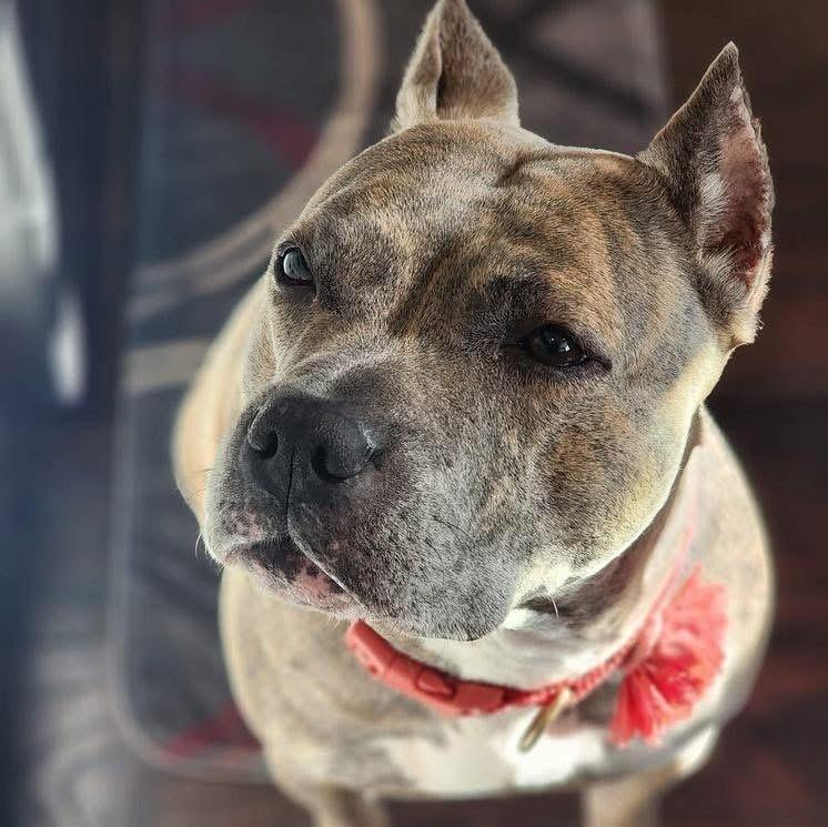 Luca (Mom 2024), a Adoptable mixed breed in Wenonah, NJ image 2/4