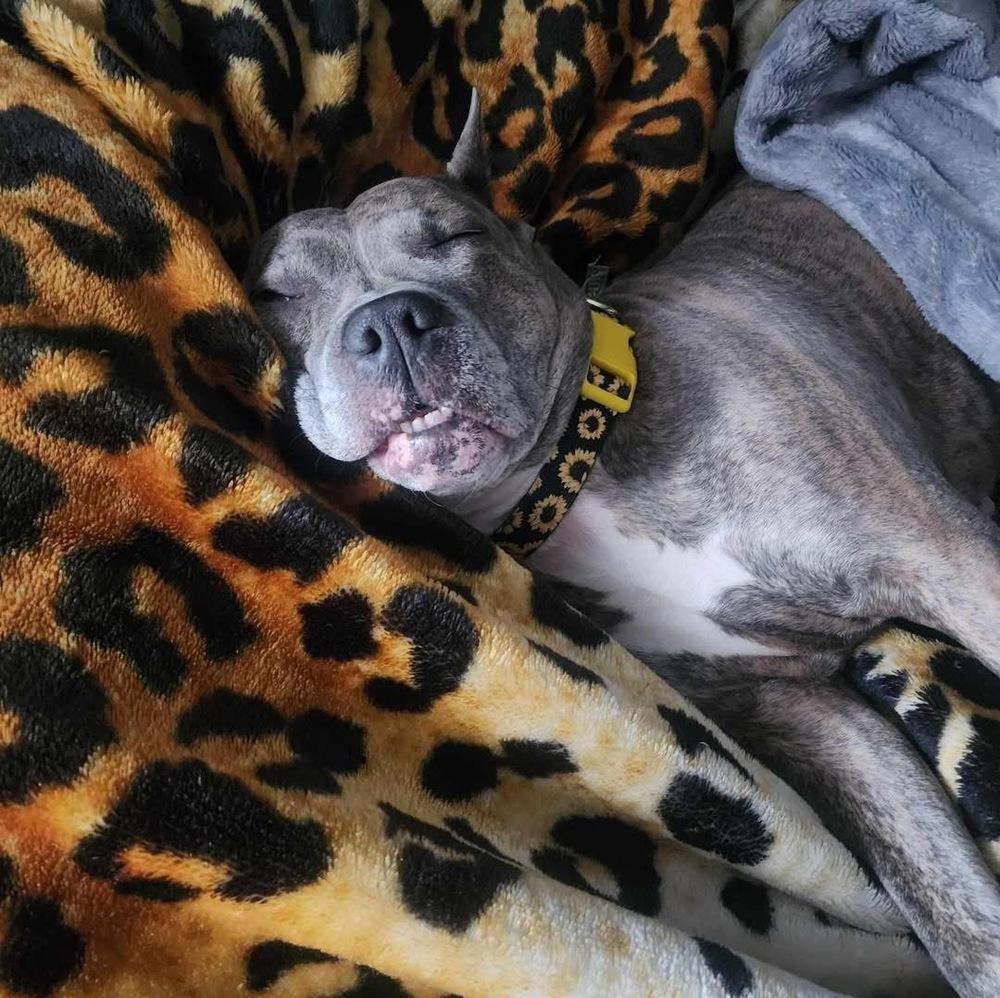 Luca (Mom 2024), a Adoptable mixed breed in Wenonah, NJ image 4/4