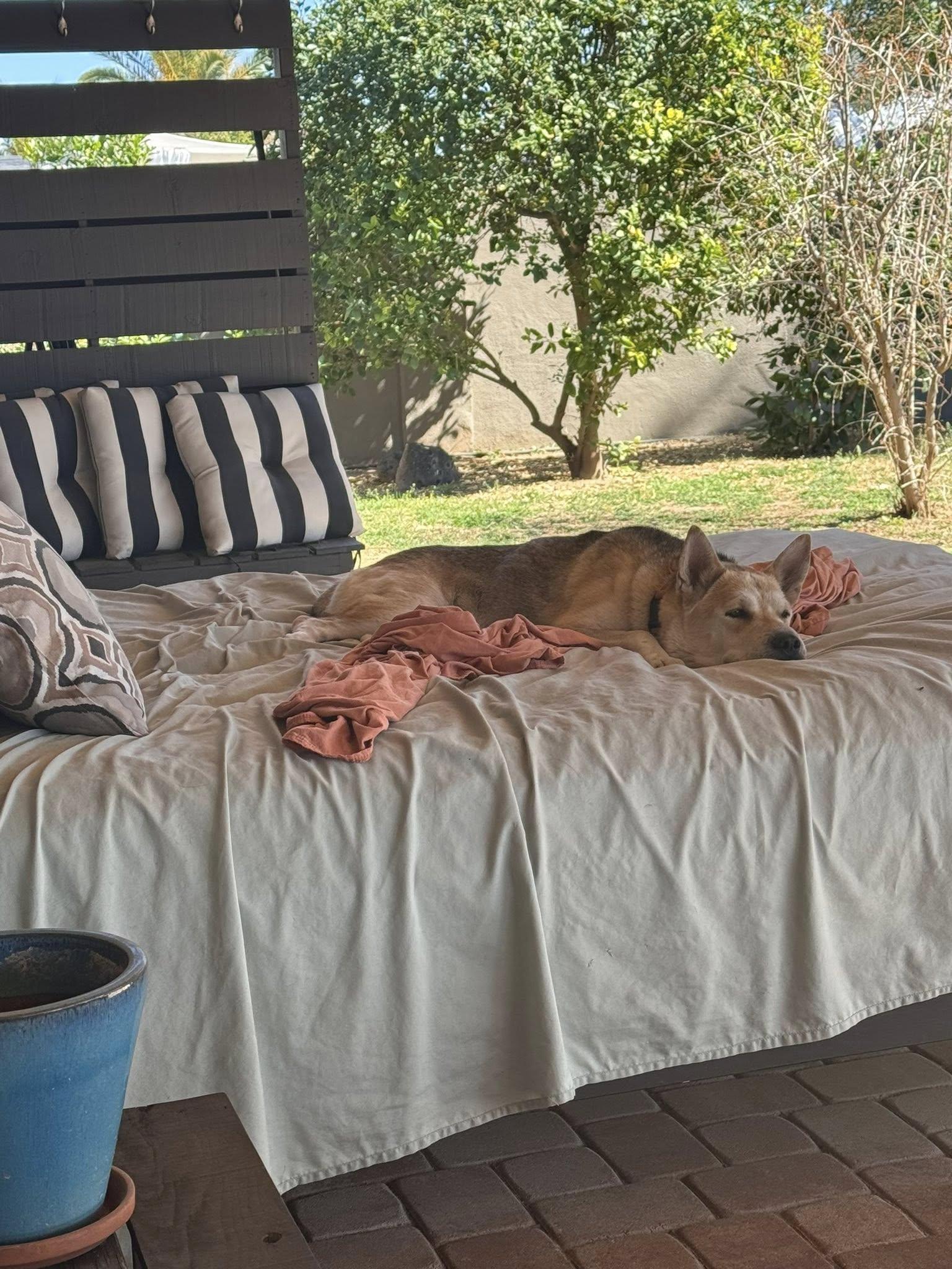 Enlarge Simile, a ADOPTABLE mixed breed in Phoenix, AZ image 5/6