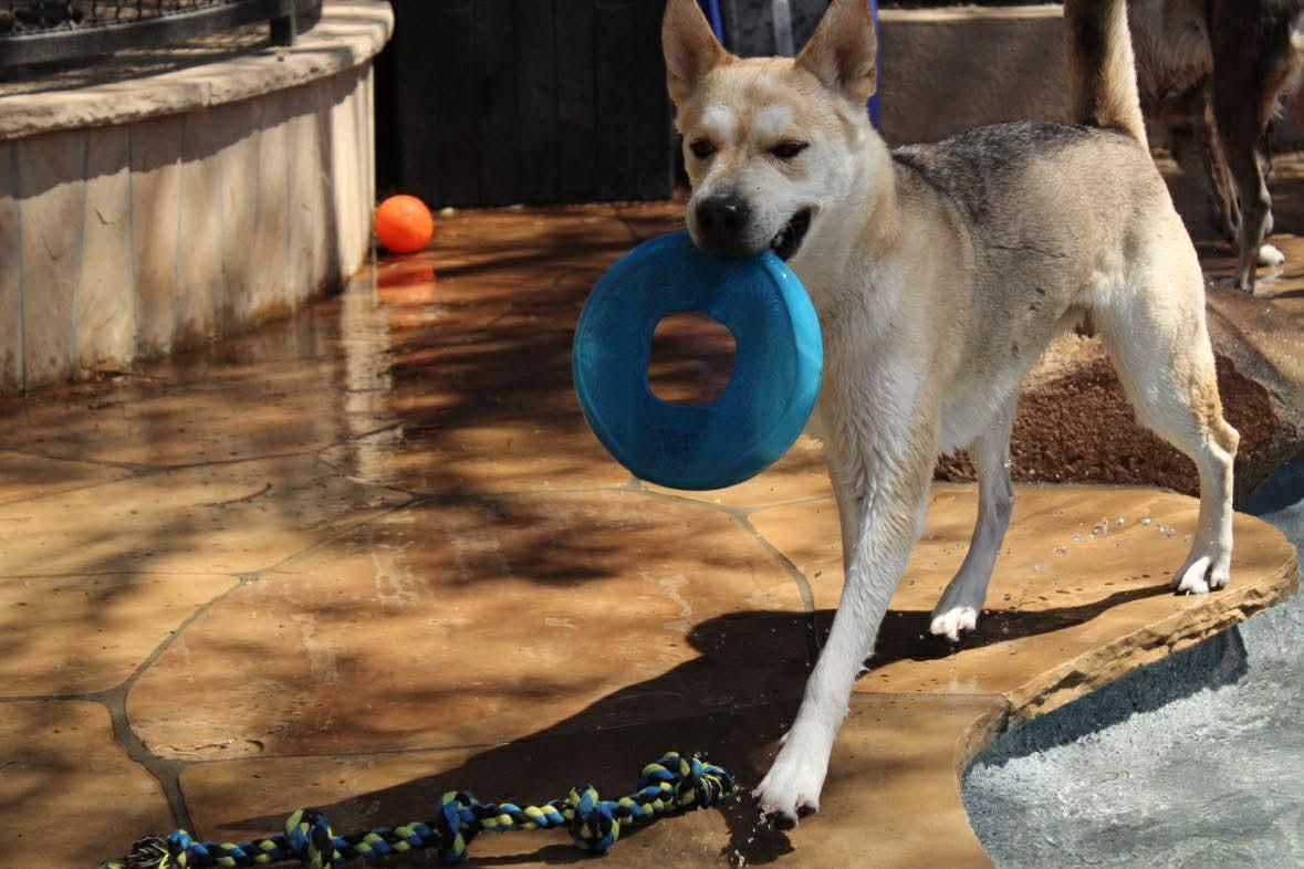 Enlarge Simile, a ADOPTABLE mixed breed in Phoenix, AZ image 1/6