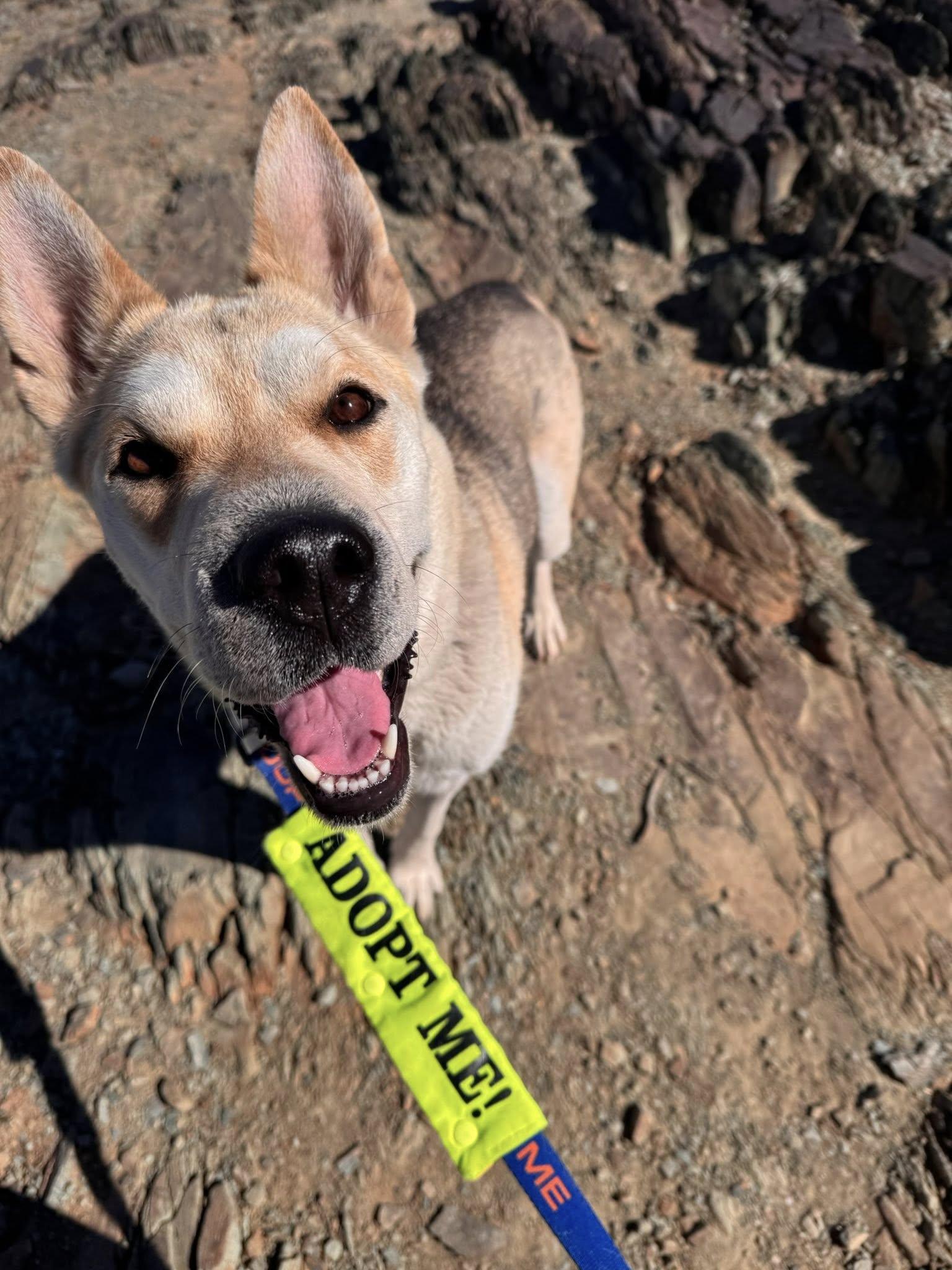 Enlarge Simile, a ADOPTABLE mixed breed in Phoenix, AZ image 6/6