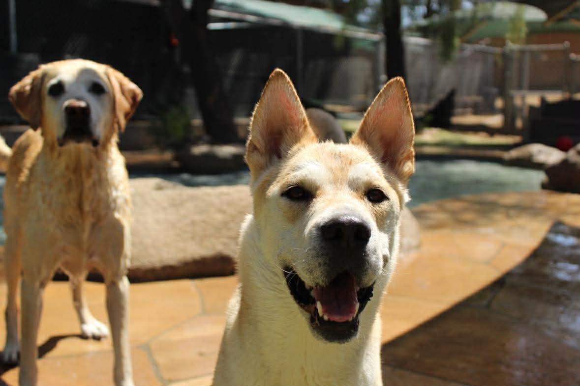 Enlarge Simile, a ADOPTABLE mixed breed in Phoenix, AZ image 2/6
