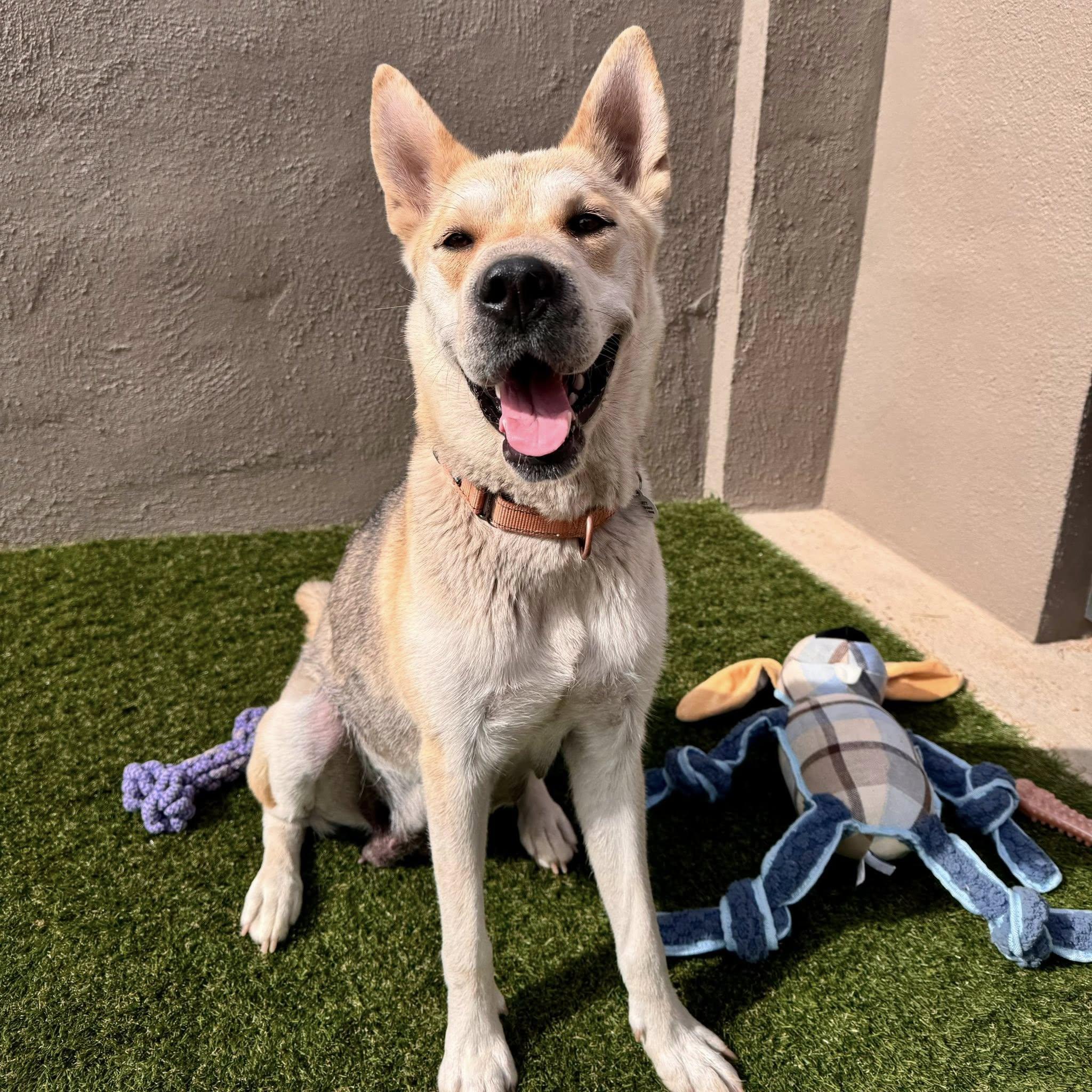 Enlarge Simile, a ADOPTABLE mixed breed in Phoenix, AZ image 1/6