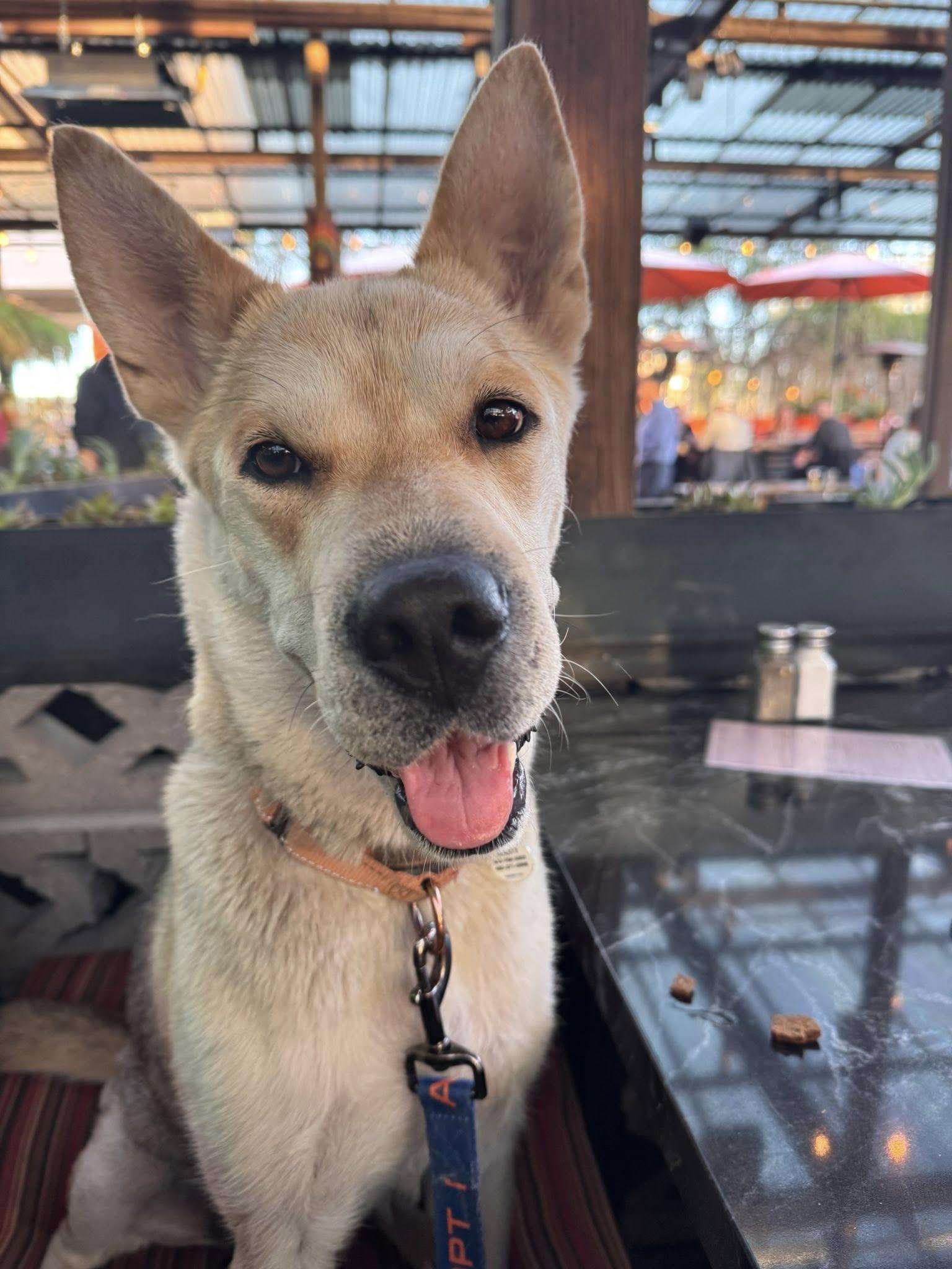 Enlarge Simile, a ADOPTABLE mixed breed in Phoenix, AZ image 2/6