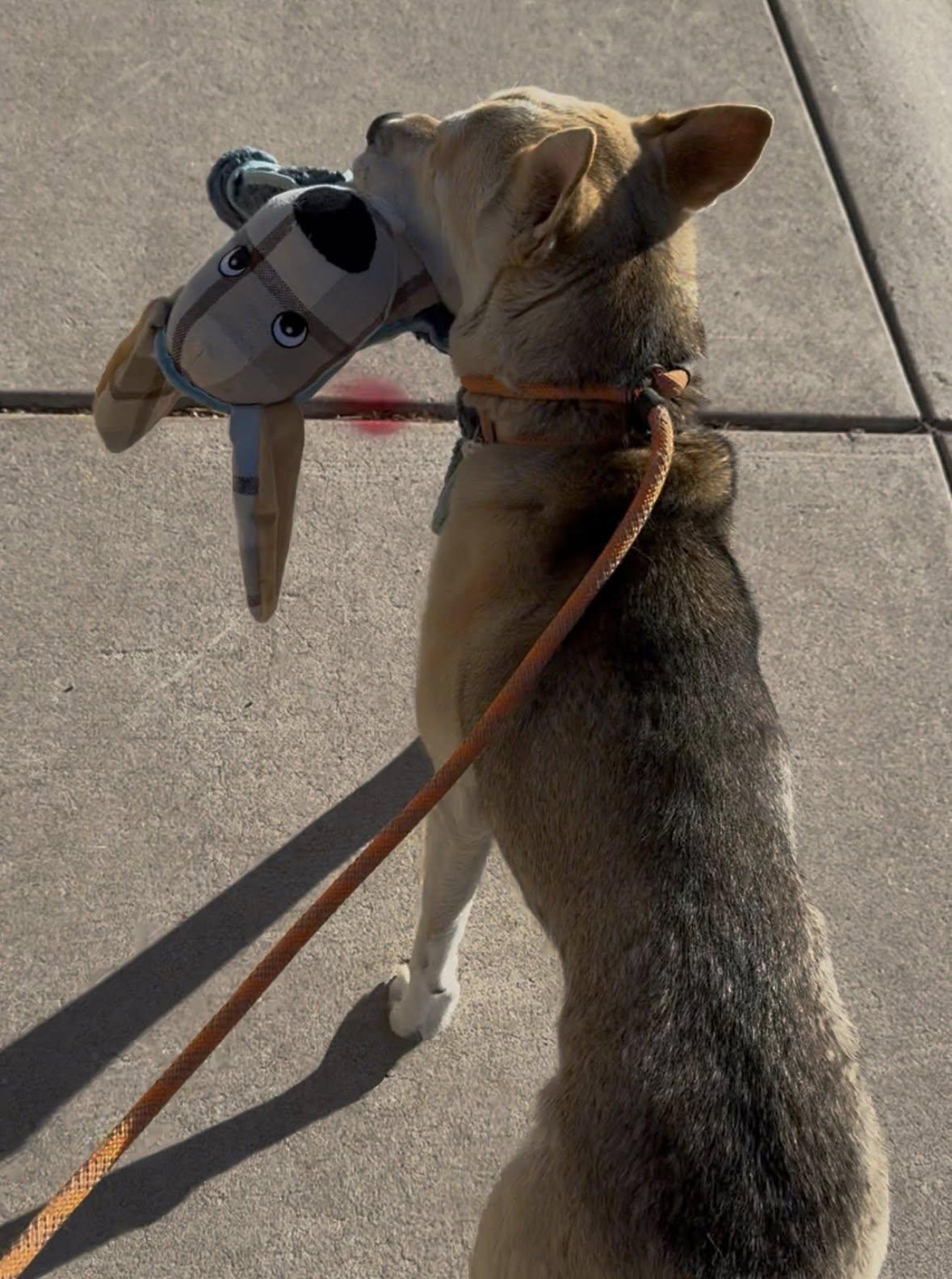 Enlarge Simile, a ADOPTABLE mixed breed in Phoenix, AZ image 3/6