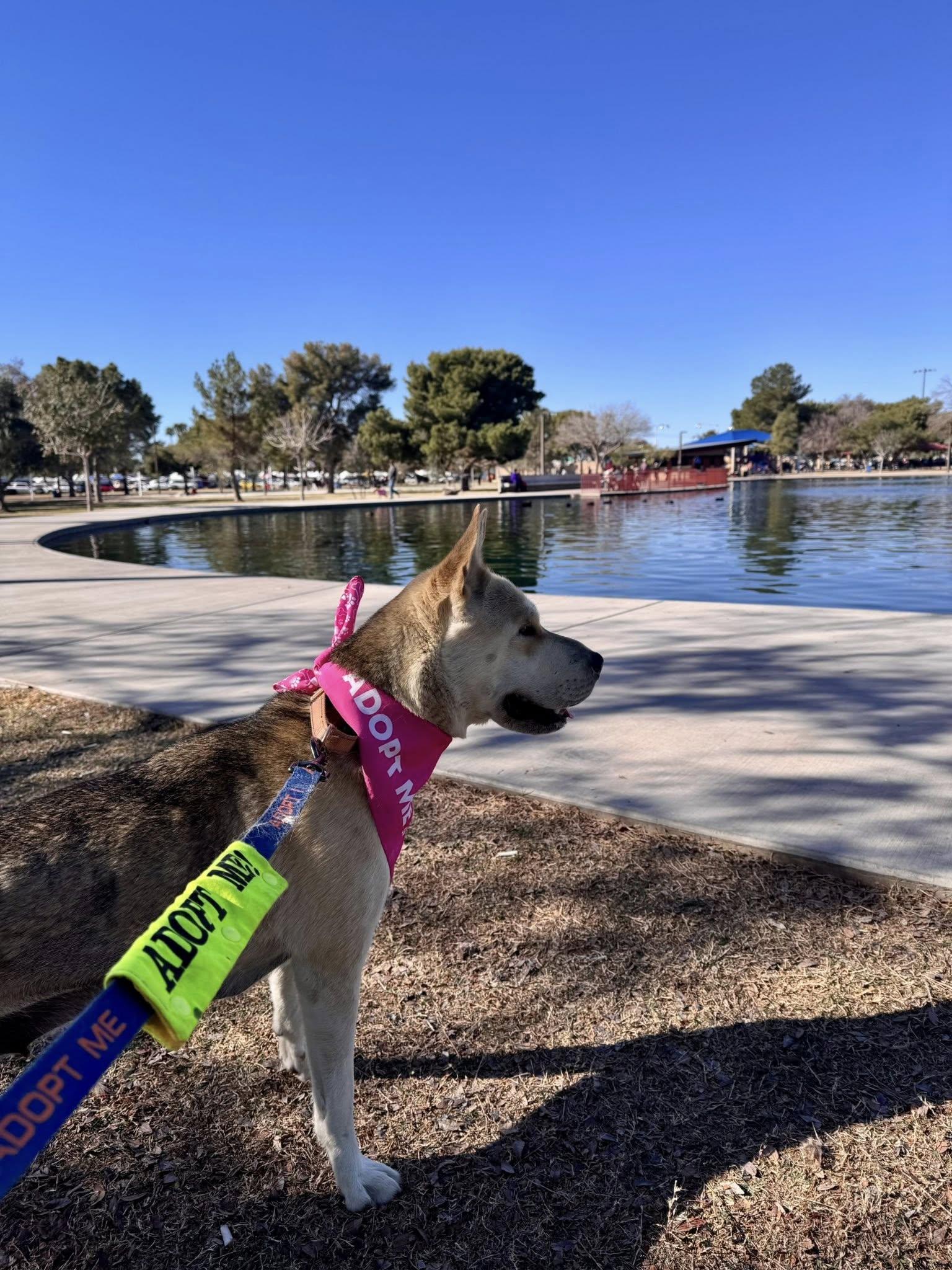 Enlarge Simile, a ADOPTABLE mixed breed in Phoenix, AZ image 4/6
