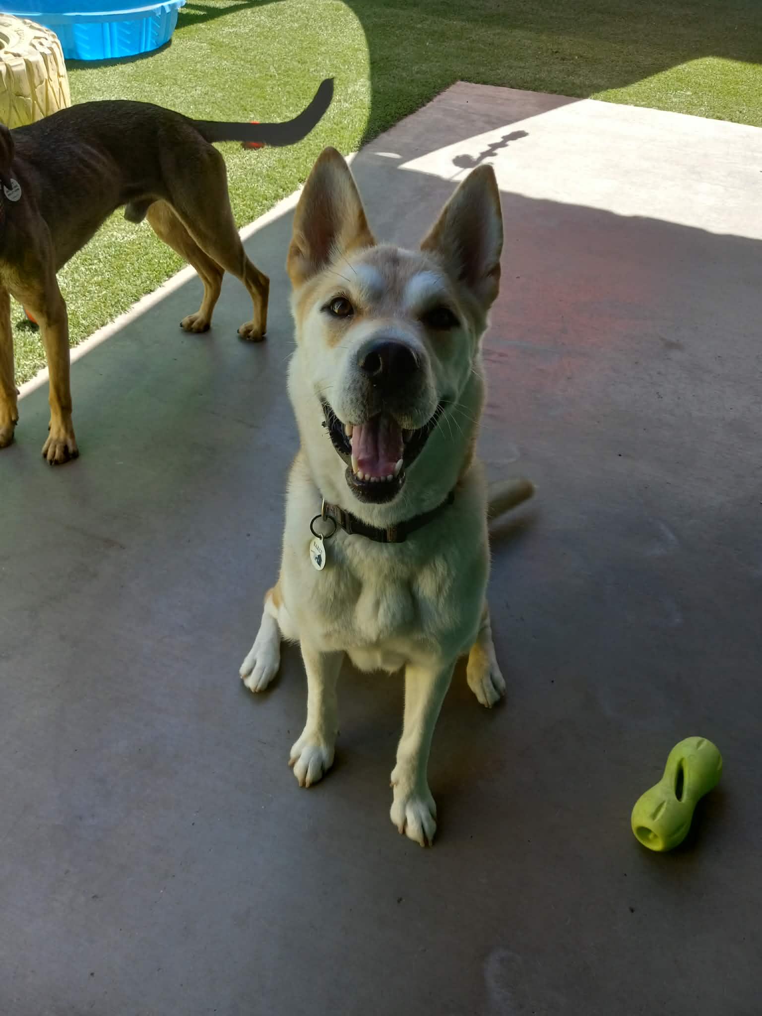 Simile, a ADOPTABLE mixed breed in Phoenix, AZ image 1/6