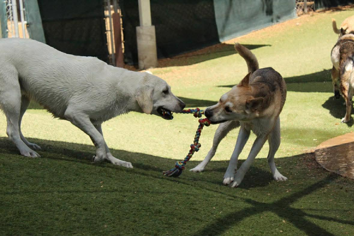 Enlarge Simile, a ADOPTABLE mixed breed in Phoenix, AZ image 3/6