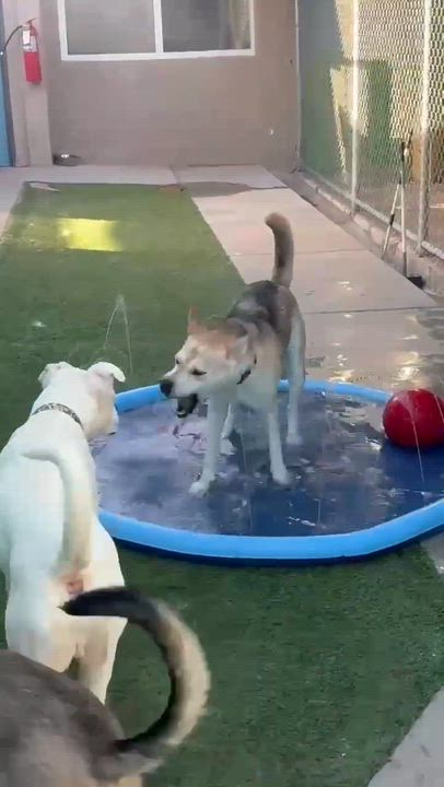 Enlarge Simile, a ADOPTABLE mixed breed in Phoenix, AZ video 6/6