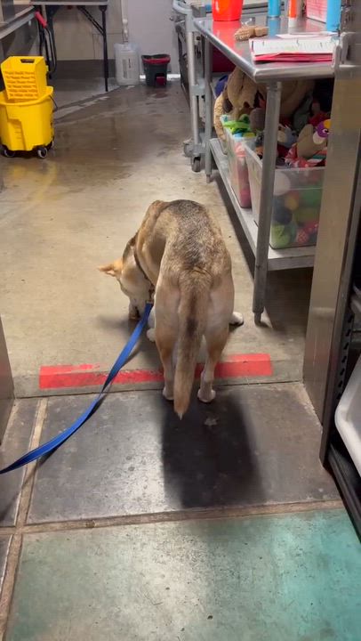Enlarge Simile, a ADOPTABLE mixed breed in Phoenix, AZ video 5/6