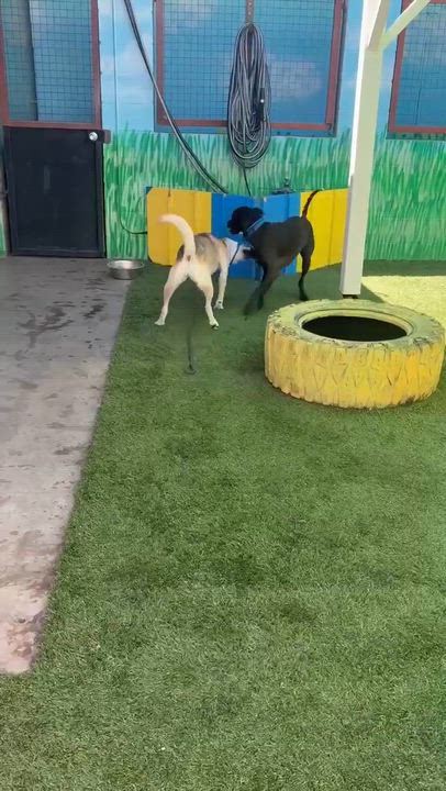 Enlarge Simile, a ADOPTABLE mixed breed in Phoenix, AZ video 4/6