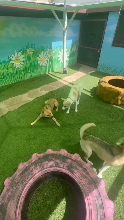 Enlarge Simile, a ADOPTABLE mixed breed in Phoenix, AZ video 5/6