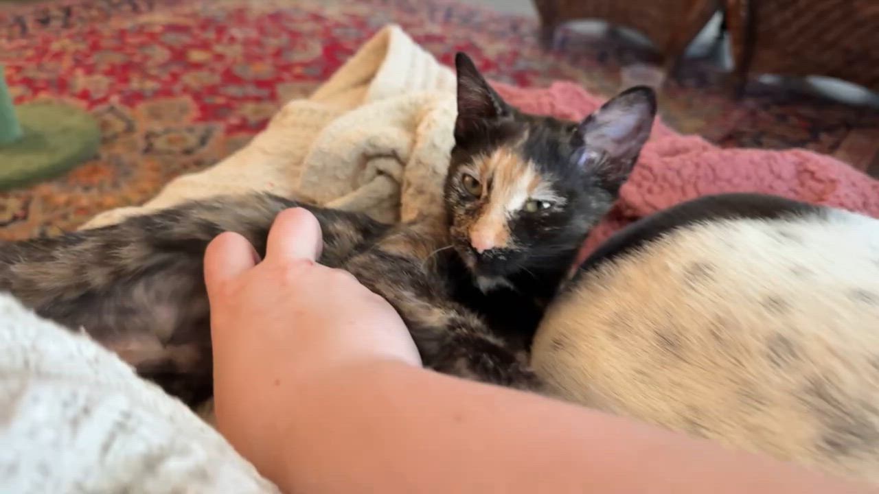 Enlarge LuLu, a Adoptable Tortoiseshell in Allen, TX video 5/6