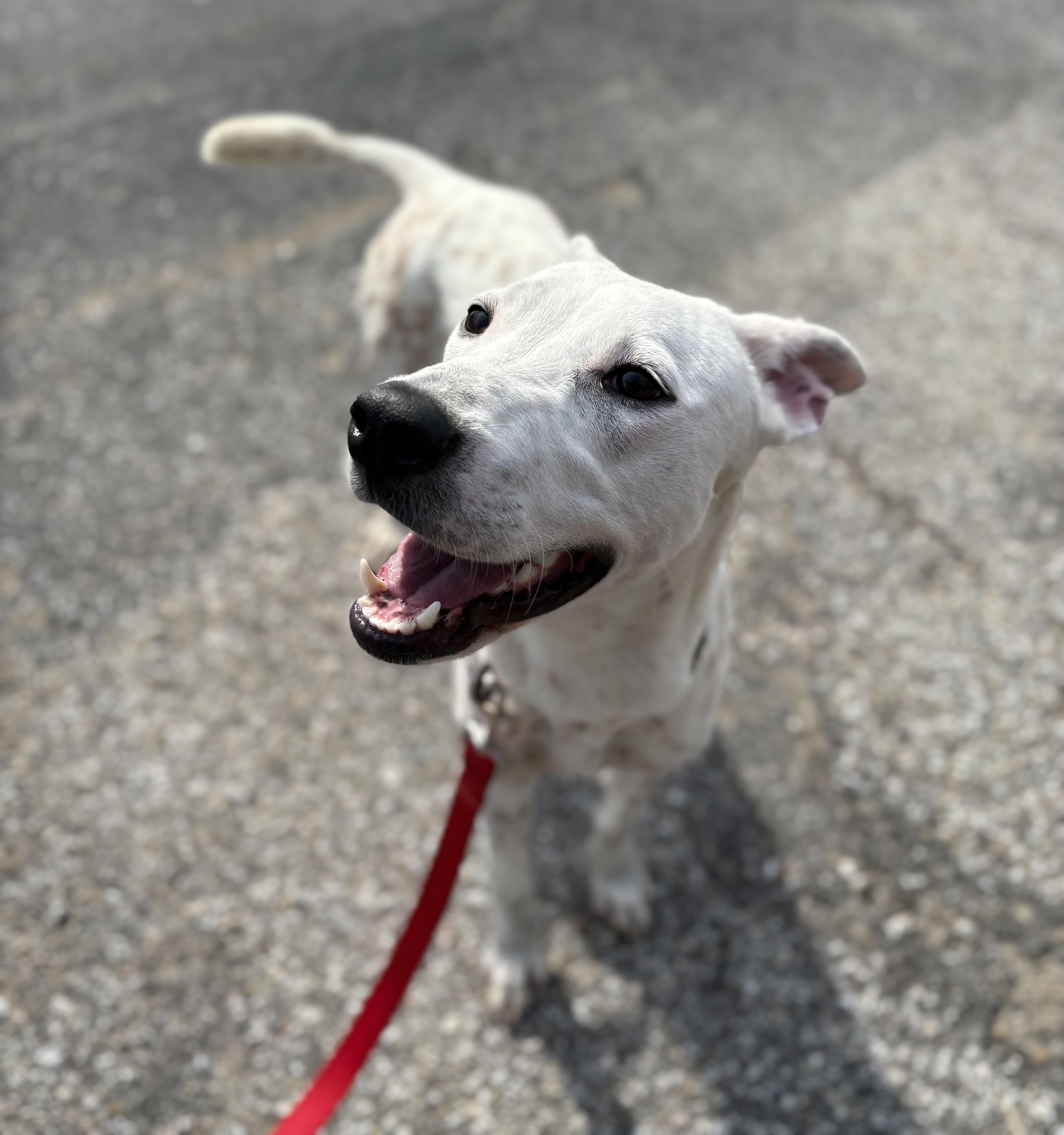 Enlarge Waived Adoption Fee! Gloria in NH! Come Meet our Adoptable Dogs Wed-Sat. More info in Bio!, a ADOPTABLE mixed breed in Manchester, NH image 5/5