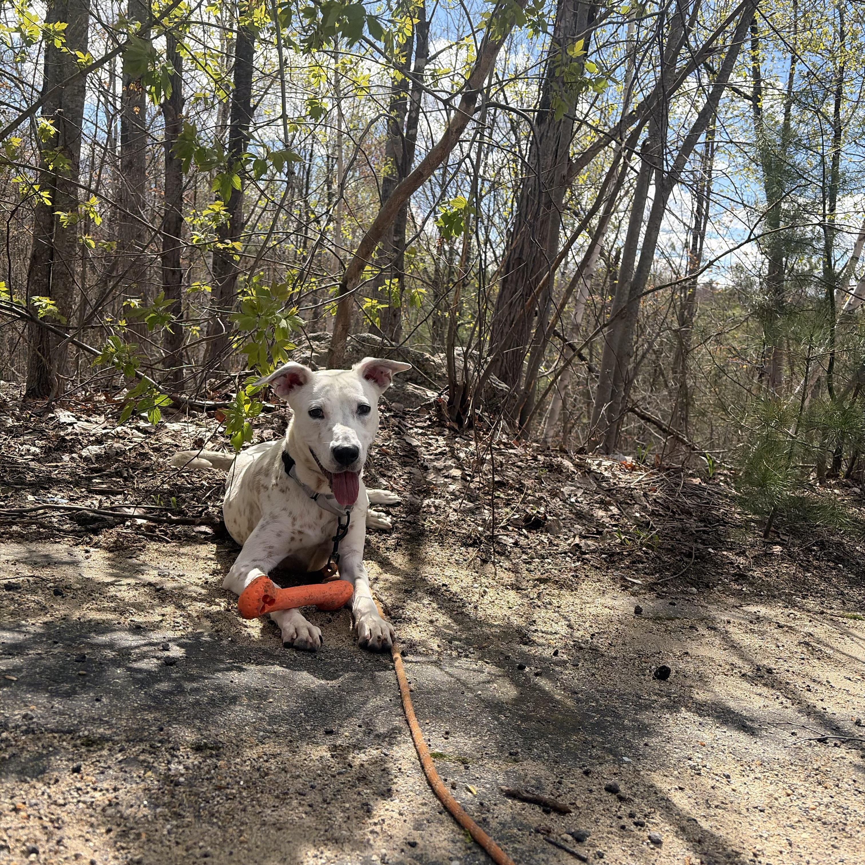 Enlarge Waived Adoption Fee! Gloria in NH! Come Meet our Adoptable Dogs Wed-Sat. More info in Bio!, an adopted mixed breed in Manchester, NH image 5/6