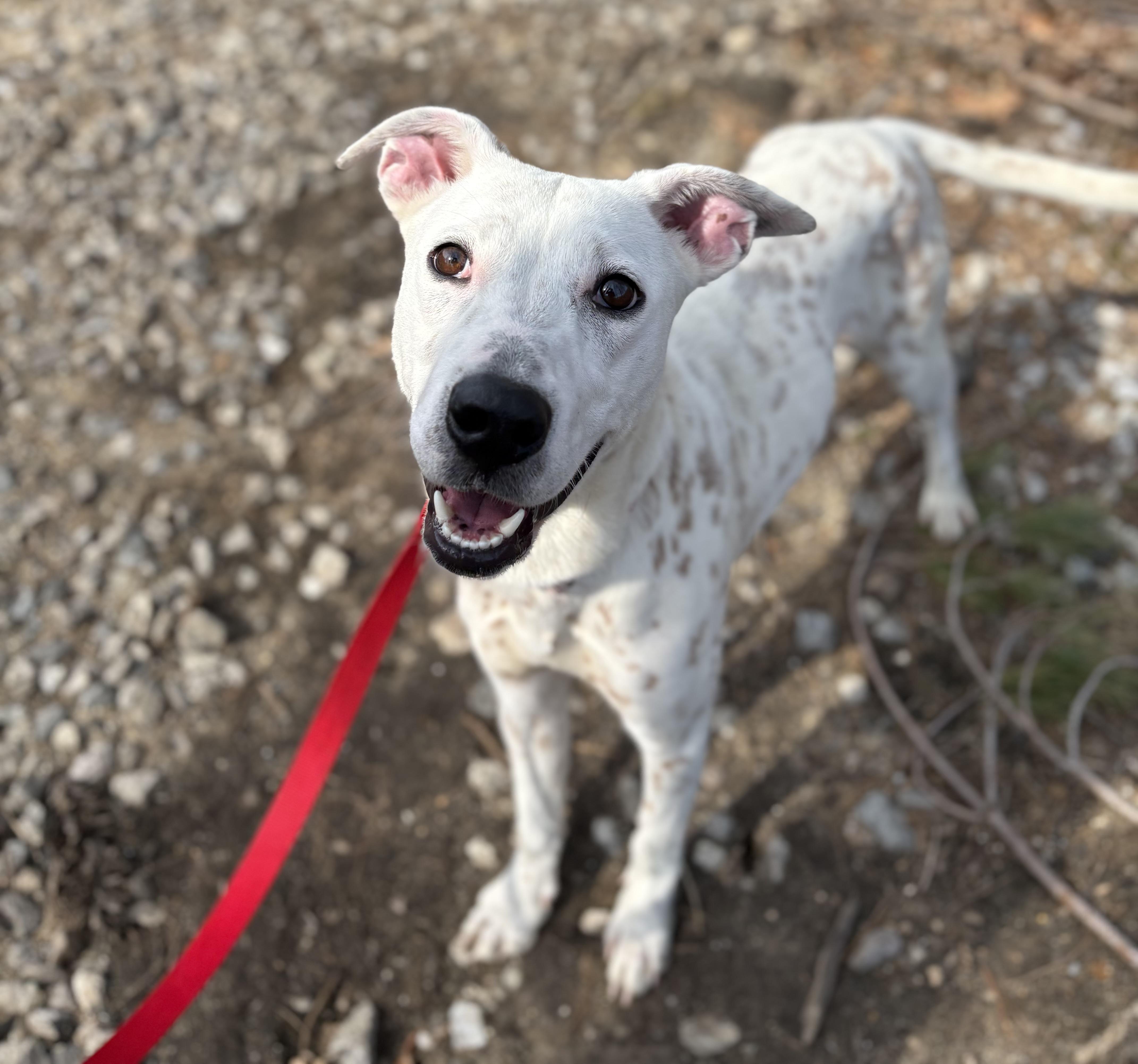 Enlarge Waived Adoption Fee! Gloria in NH! Come Meet our Adoptable Dogs Wed-Sat. More info in Bio!, a ADOPTABLE mixed breed in Manchester, NH image 2/5