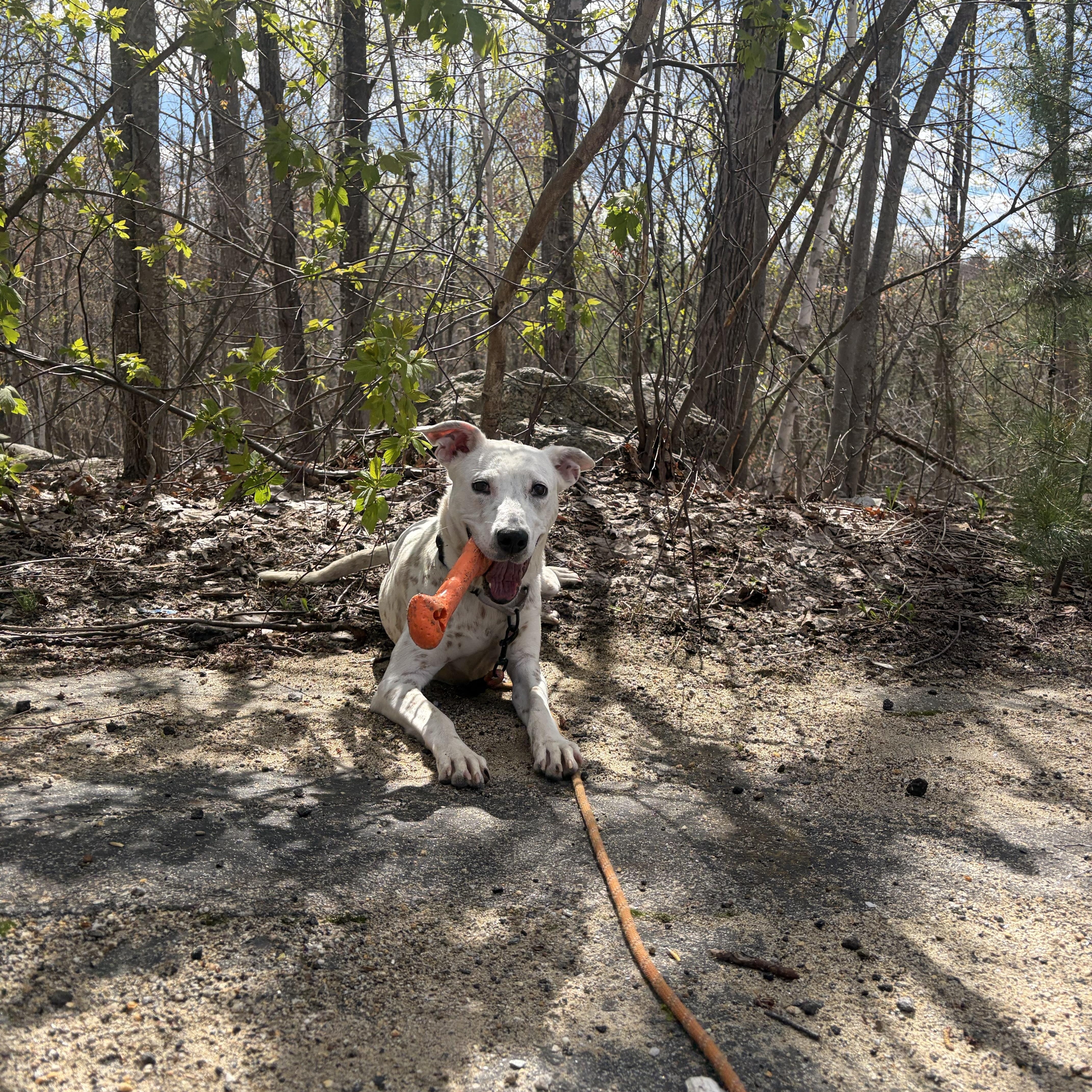 Enlarge Waived Adoption Fee! Gloria in NH! Come Meet our Adoptable Dogs Wed-Sat. More info in Bio!, an adopted mixed breed in Manchester, NH image 4/6