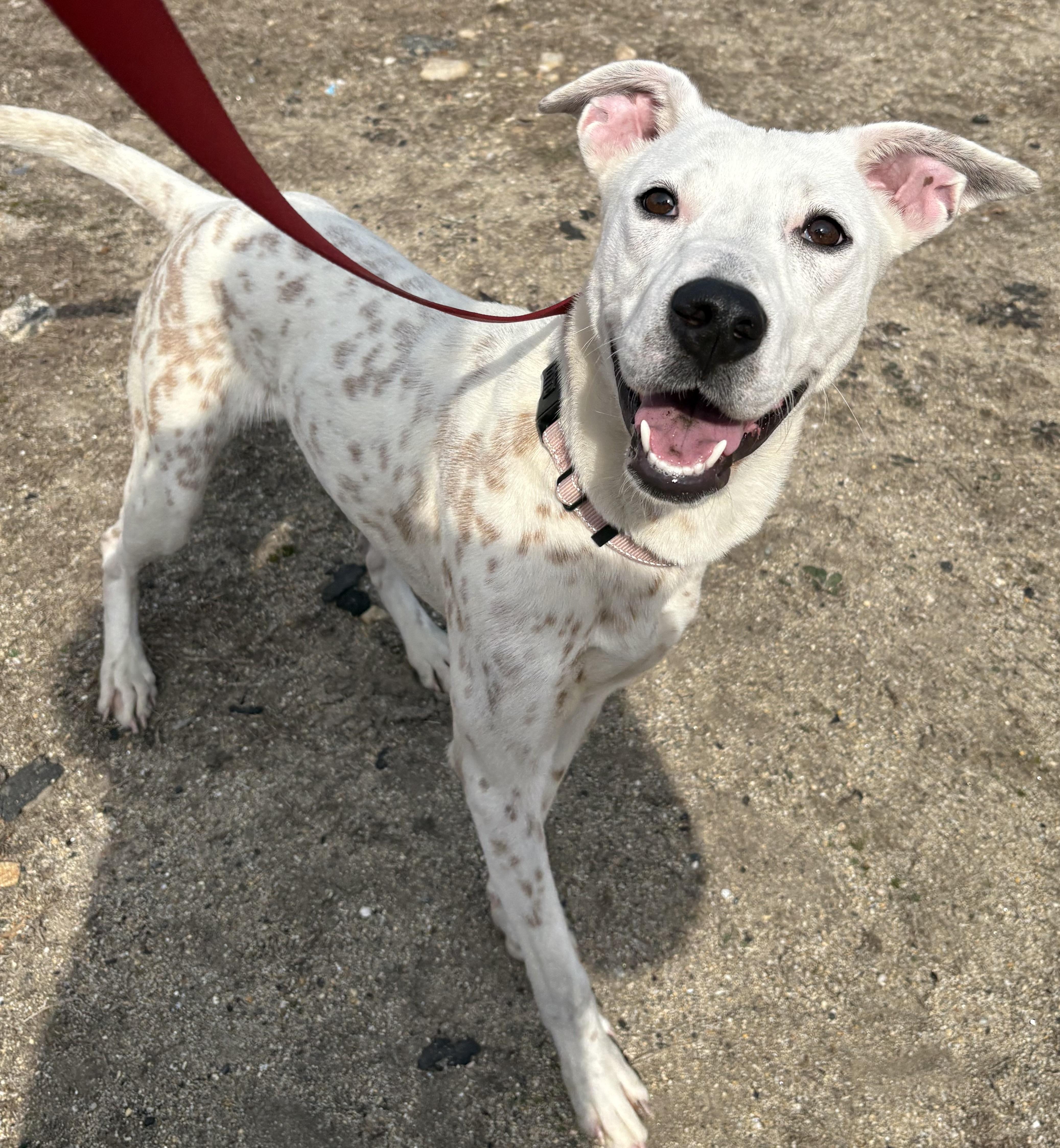 Enlarge Waived Adoption Fee! Gloria in NH! Come Meet our Adoptable Dogs Wed-Sat. More info in Bio!, a ADOPTABLE mixed breed in Manchester, NH image 1/5