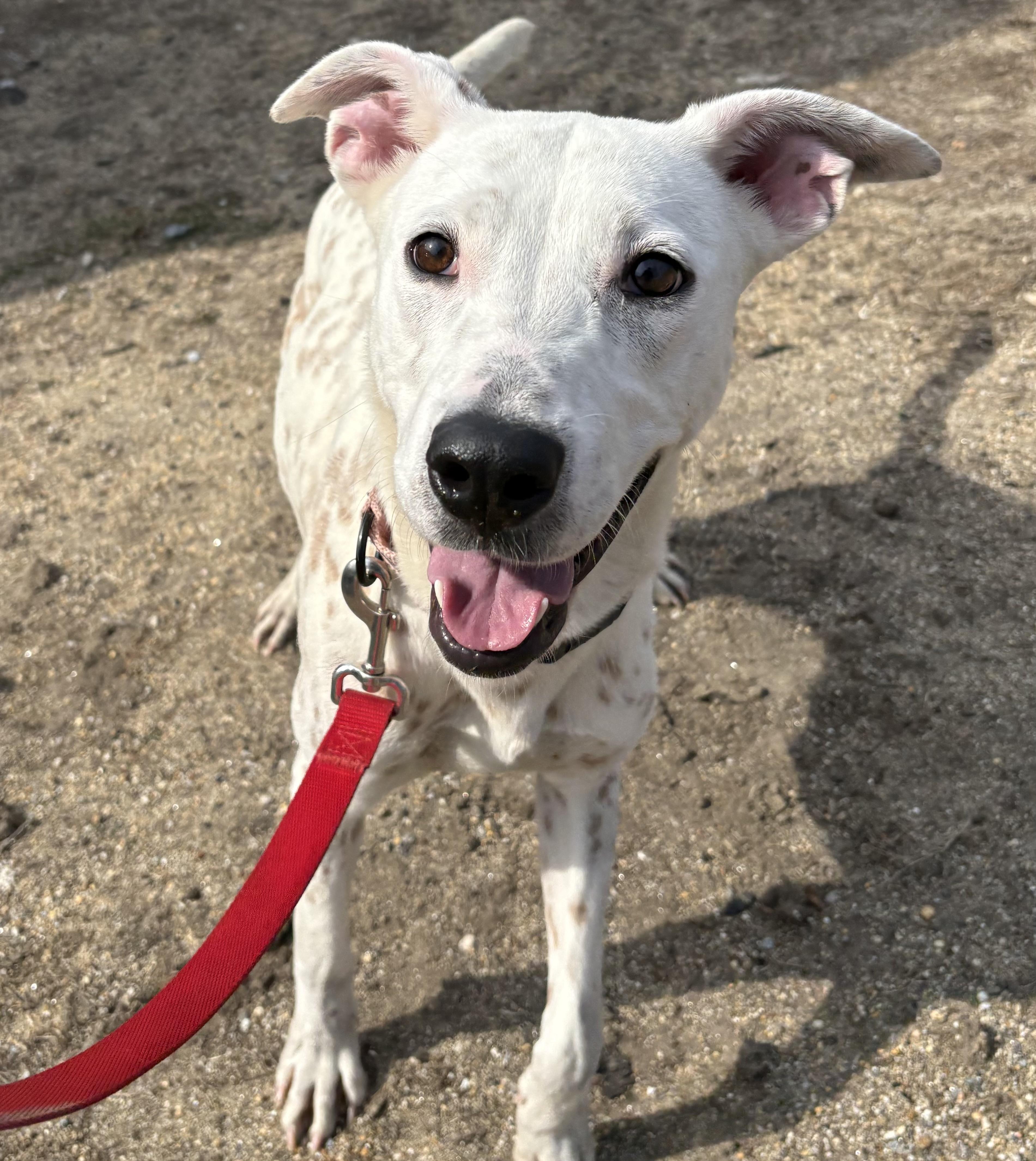 Enlarge Waived Adoption Fee! Gloria in NH! Come Meet our Adoptable Dogs Wed-Sat. More info in Bio!, a ADOPTABLE mixed breed in Manchester, NH image 4/5