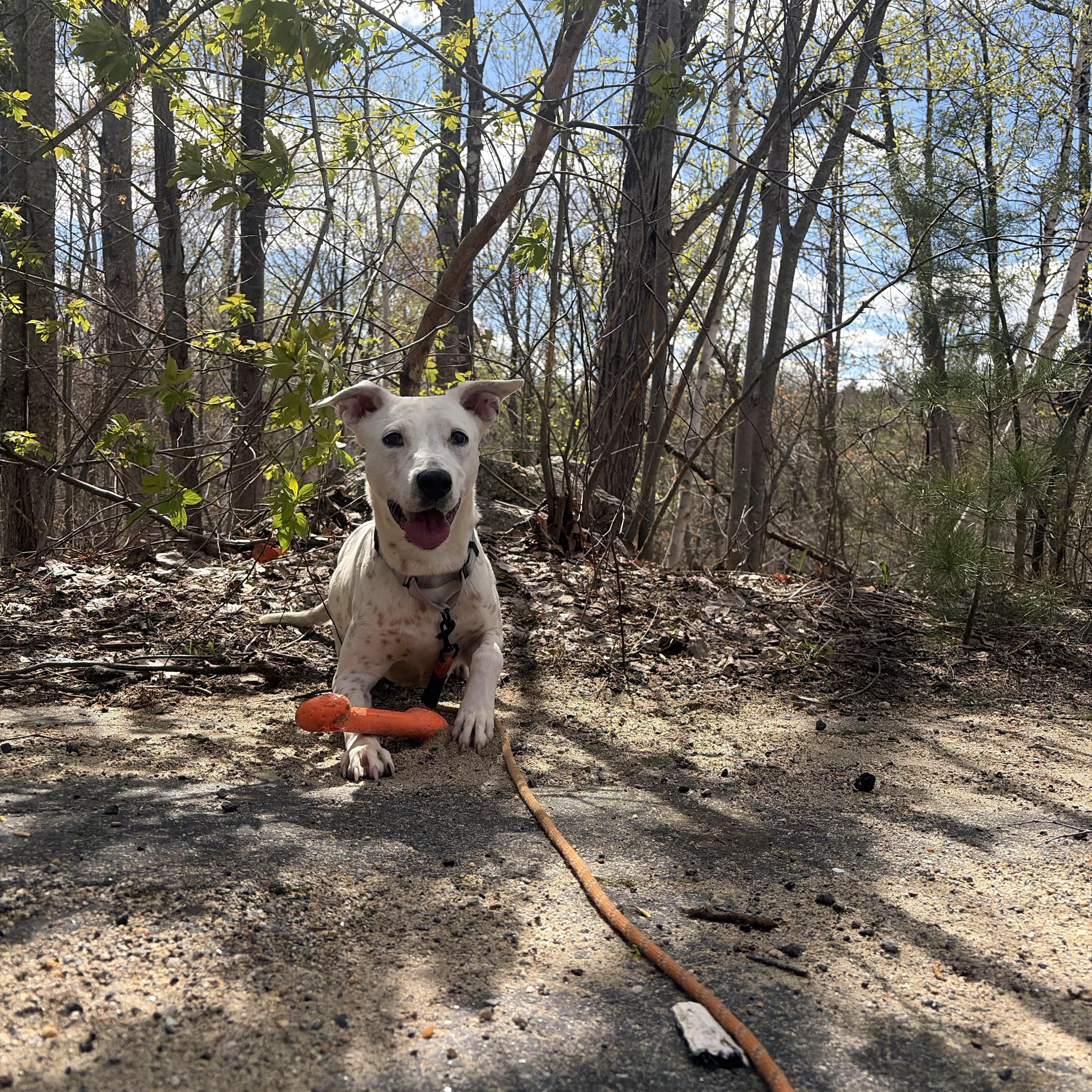 Enlarge Waived Adoption Fee! Gloria in NH! Come Meet our Adoptable Dogs Wed-Sat. More info in Bio!, an adopted mixed breed in Manchester, NH image 6/6