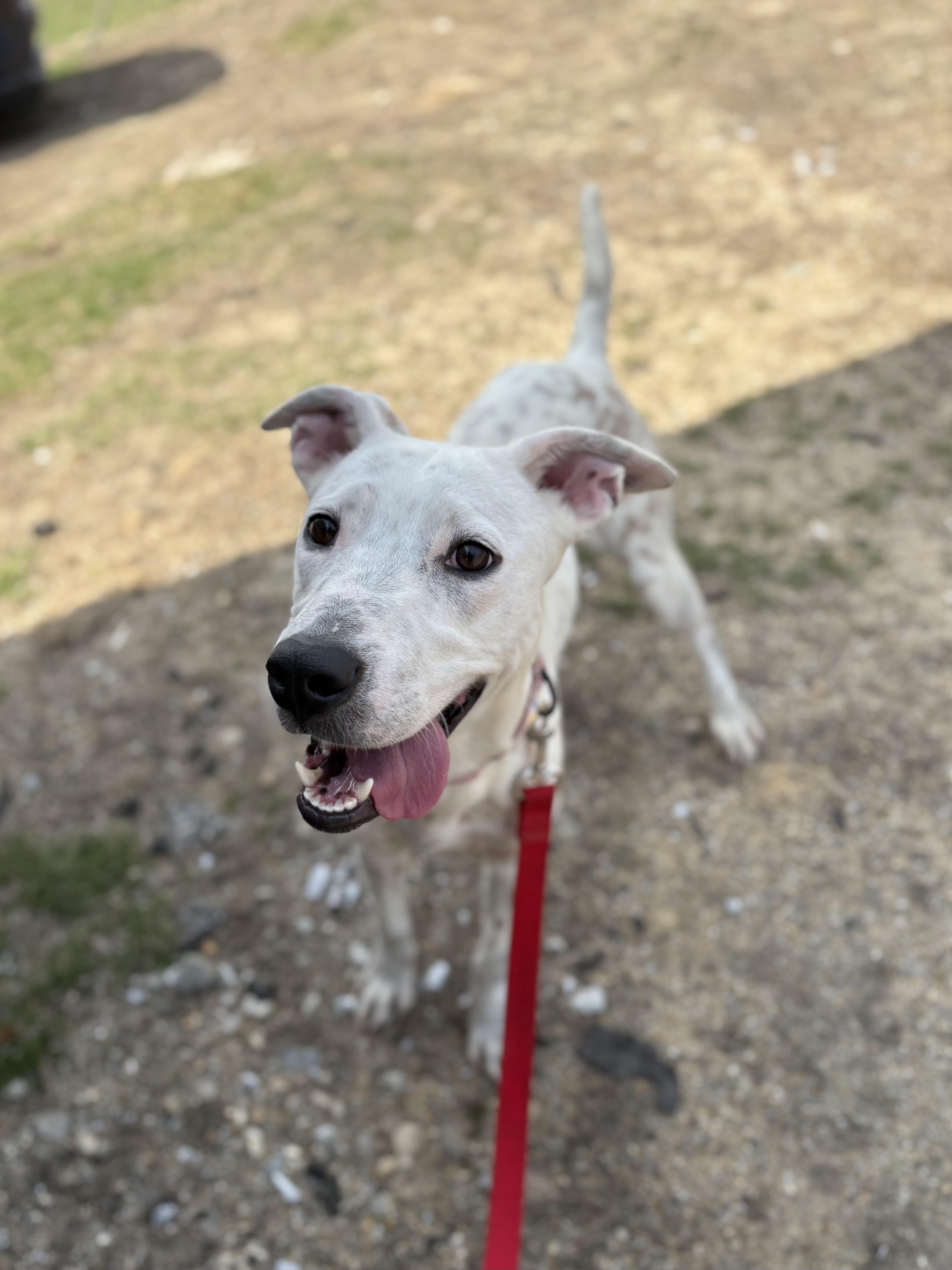 Enlarge Waived Adoption Fee! Gloria in NH! Come Meet our Adoptable Dogs Wed-Sat. More info in Bio!, a ADOPTABLE mixed breed in Manchester, NH image 3/5