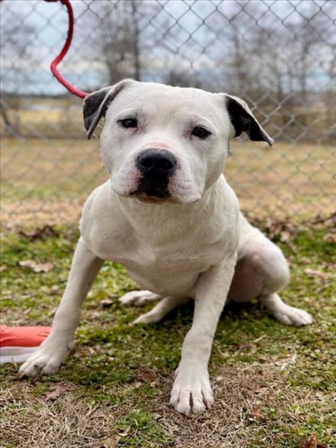 Enlarge WINTER WARLOCK, a Adoptable mixed breed in Cookeville, TN image 1/1