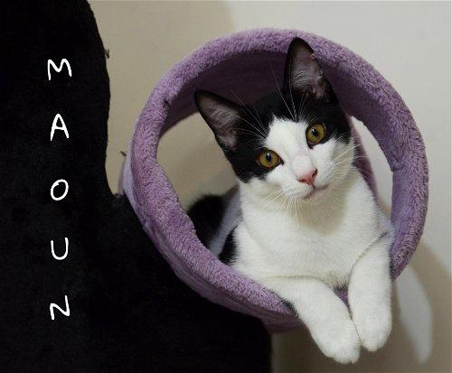 Enlarge Maoun (meet me in foster care!), a Adoptable mixed breed in Brooklyn, NY image 1/5
