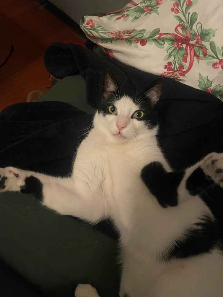 Enlarge Maoun (meet me in foster care!), a Adoptable mixed breed in Brooklyn, NY image 2/5