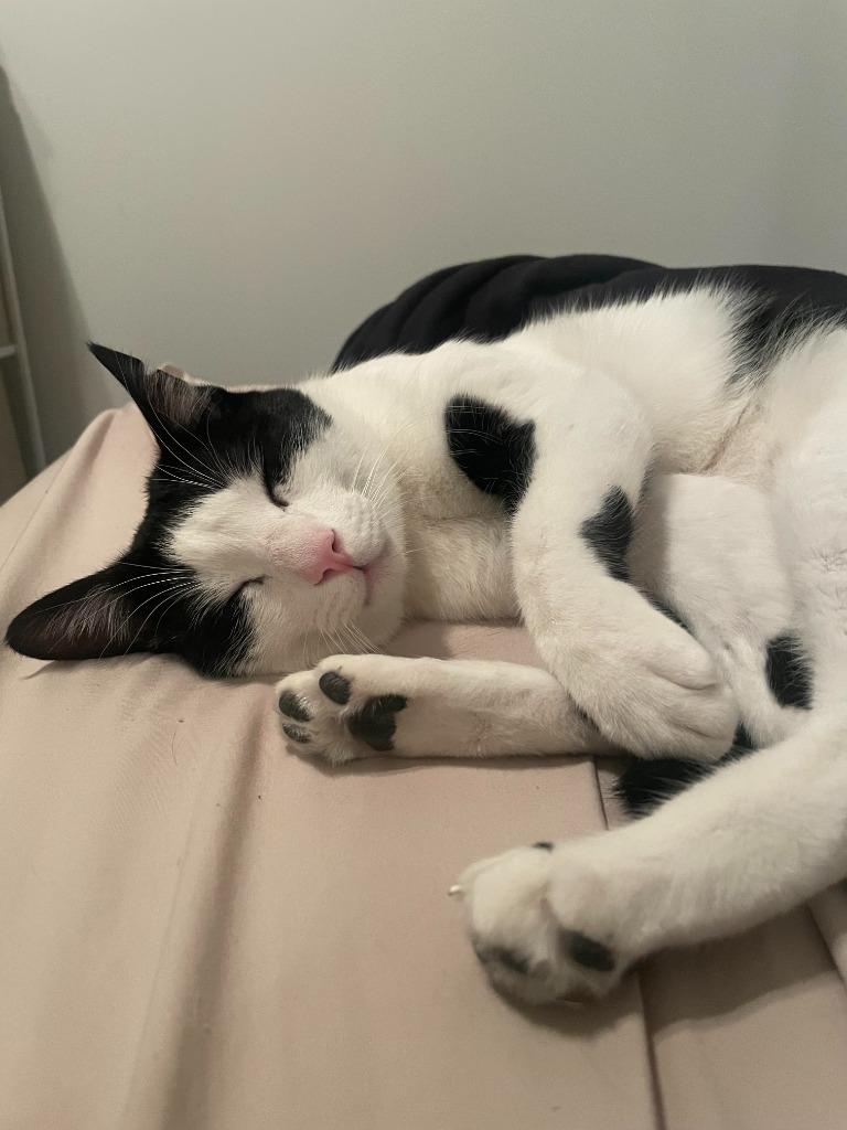 Enlarge Maoun (meet me in foster care!), a Adoptable mixed breed in Brooklyn, NY image 3/5