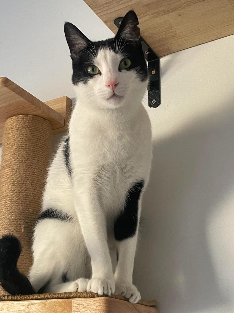 Enlarge Maoun (meet me in foster care!), a Adoptable mixed breed in Brooklyn, NY image 4/5