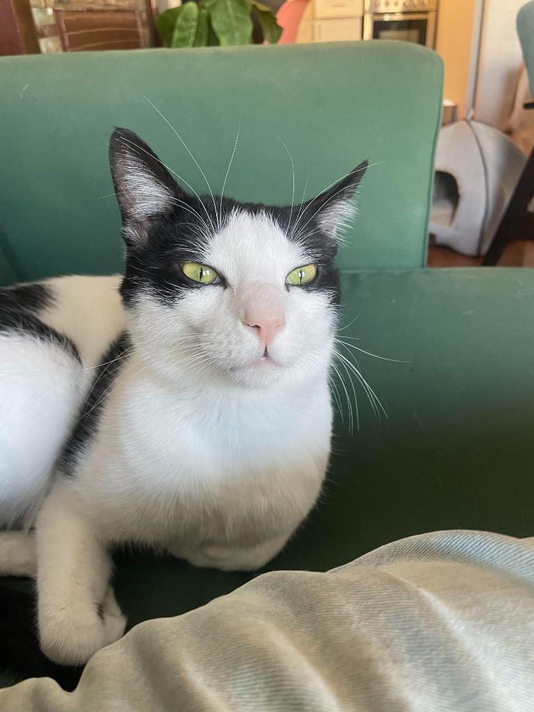 Enlarge Maoun (meet me in foster care!), a Adoptable mixed breed in Brooklyn, NY image 5/5