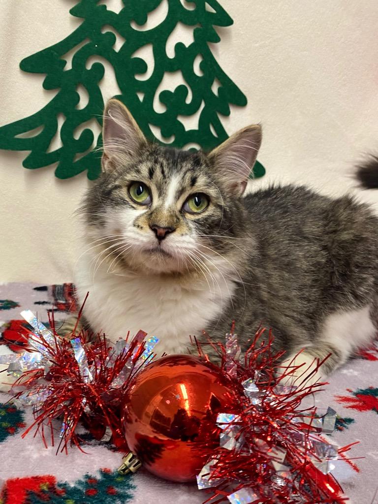 Pina Colada, Adoptable, Young Female Domestic Short Hair.