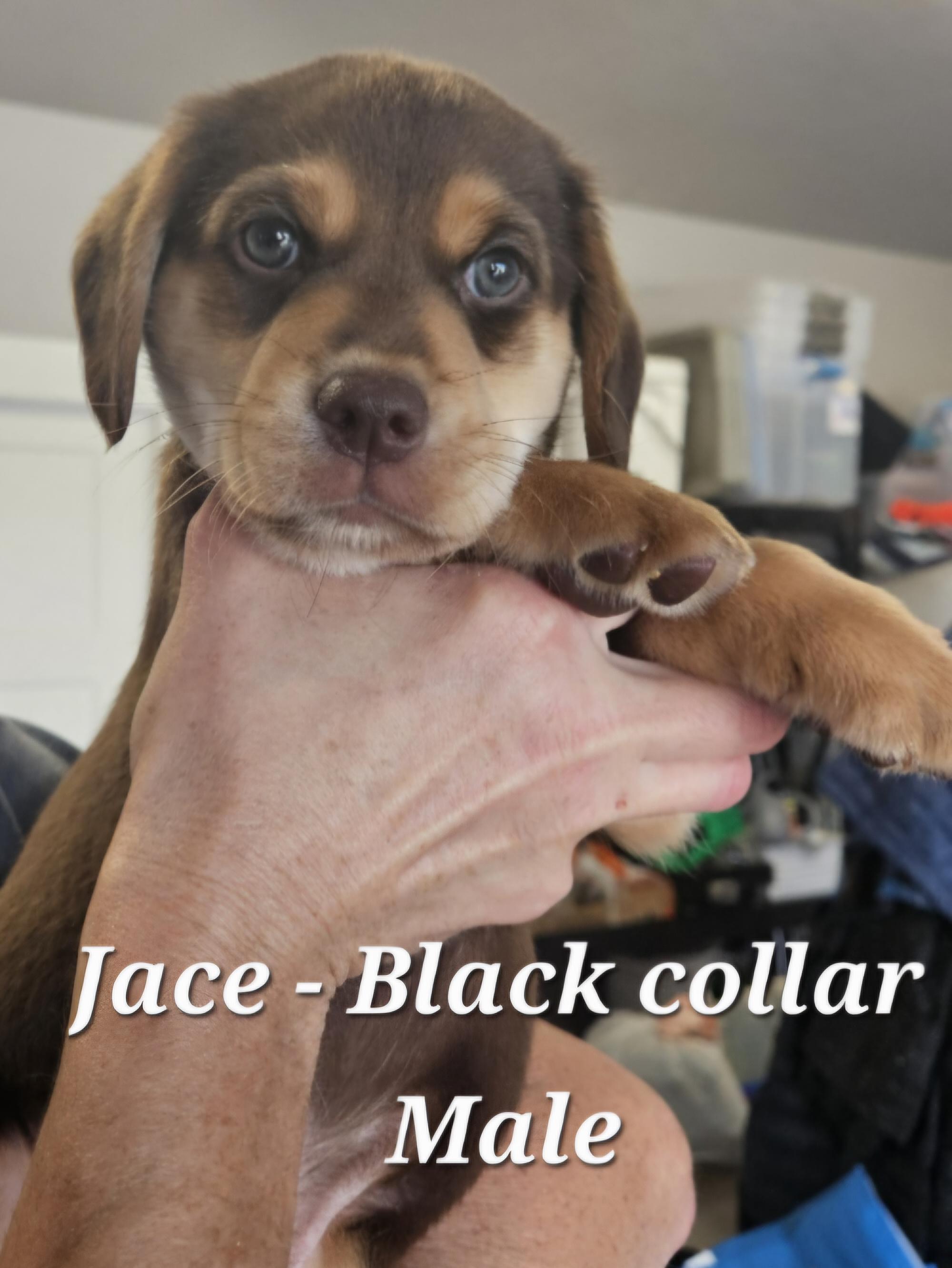 Jace, adopted, Puppy Male Hound.