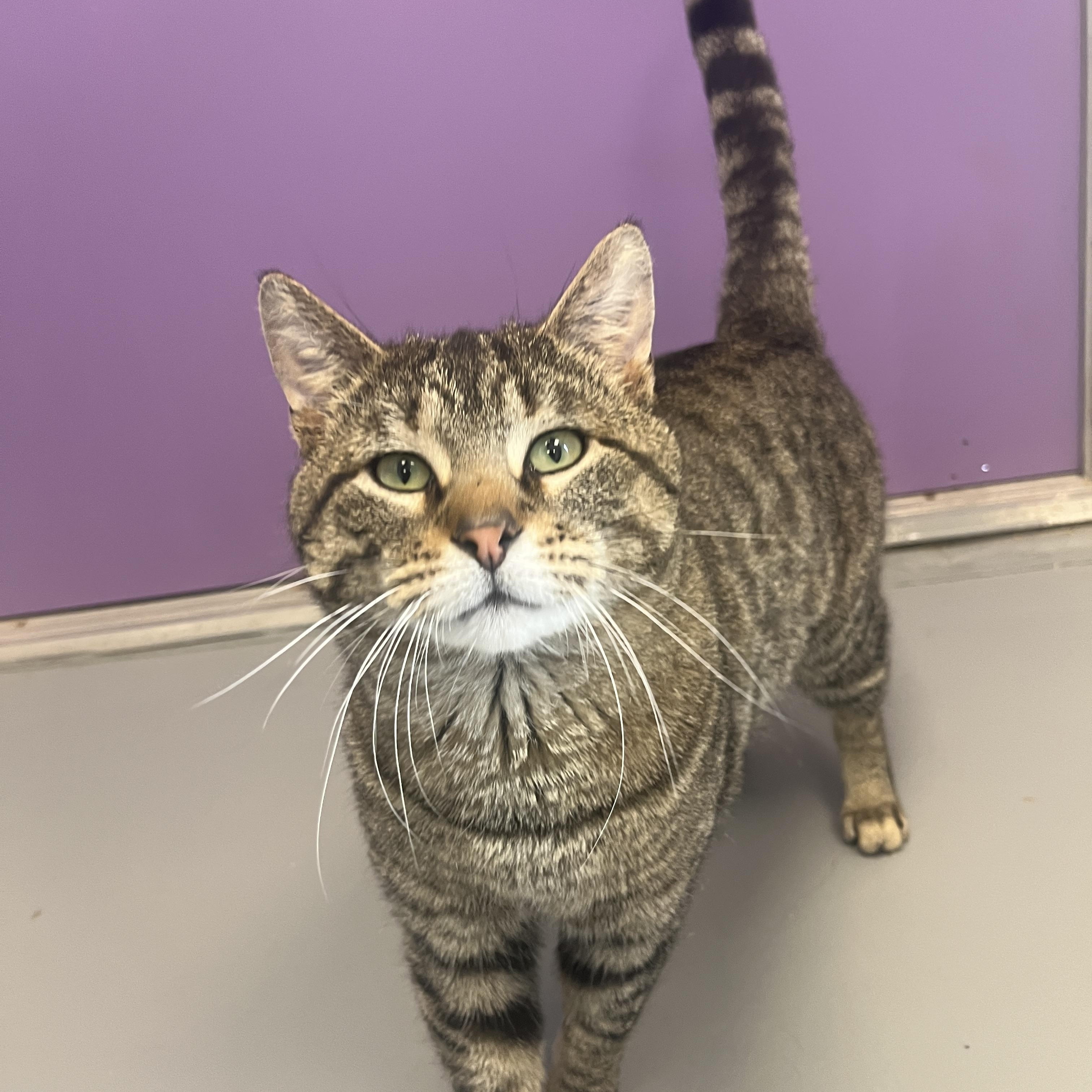 Charlie, Adult Male unknown