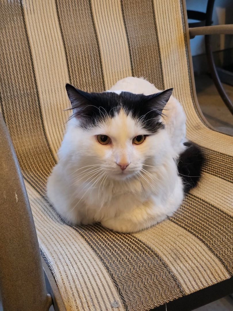 Oscar, Adopted, Adult Male Domestic Long Hair.