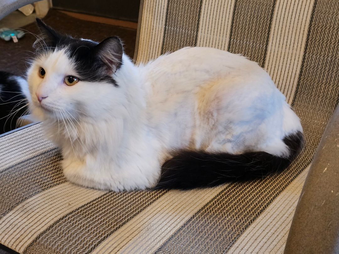 Oscar, a Adopted mixed breed in Freeland, MI image 3/6