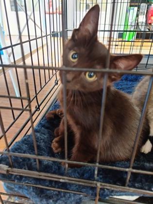Finley 52393, adopted, Kitten Female Domestic Short Hair.