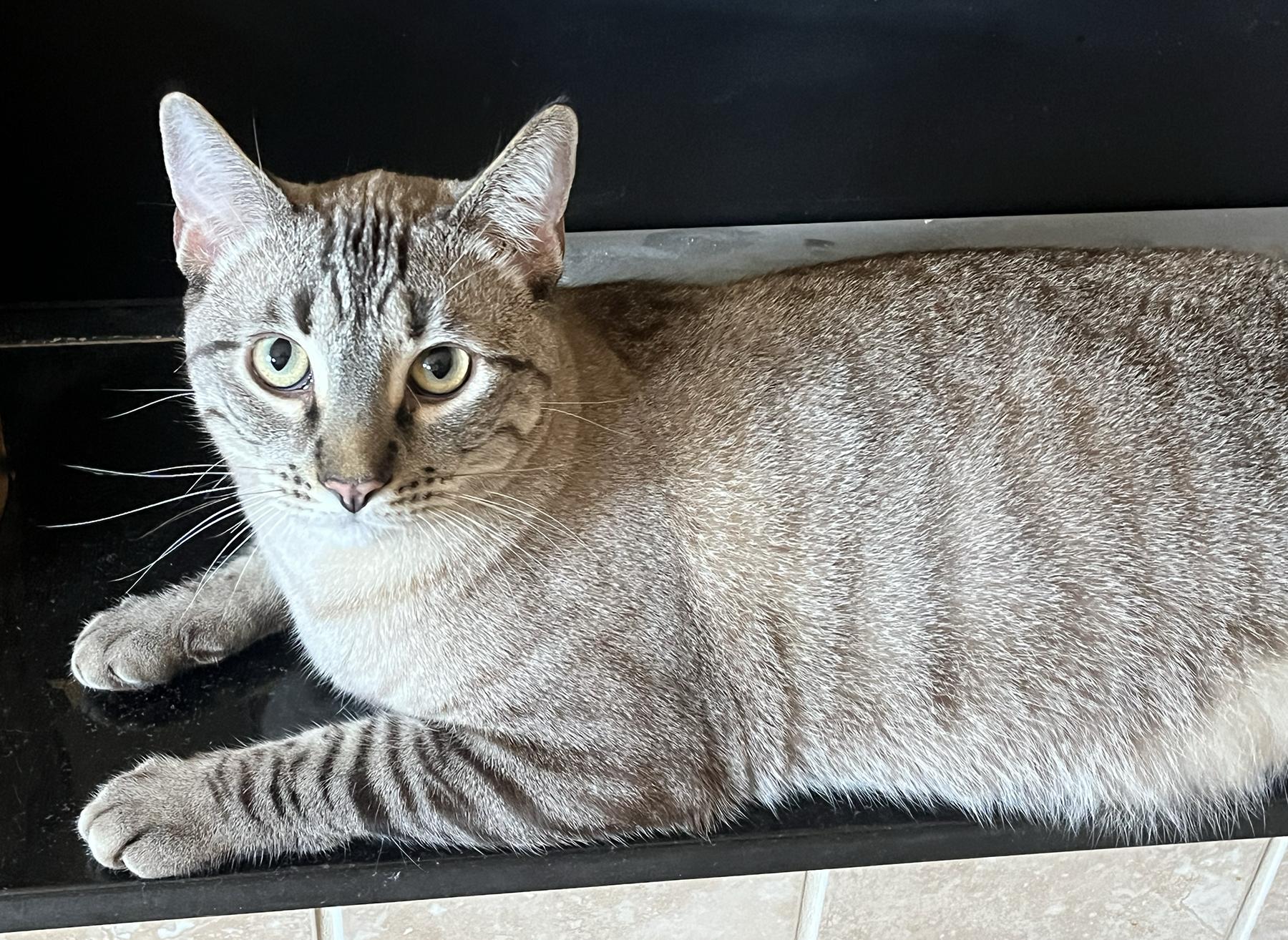 Enlarge Sable, a Adoptable Domestic Short Hair in La Puente, CA image 1/5