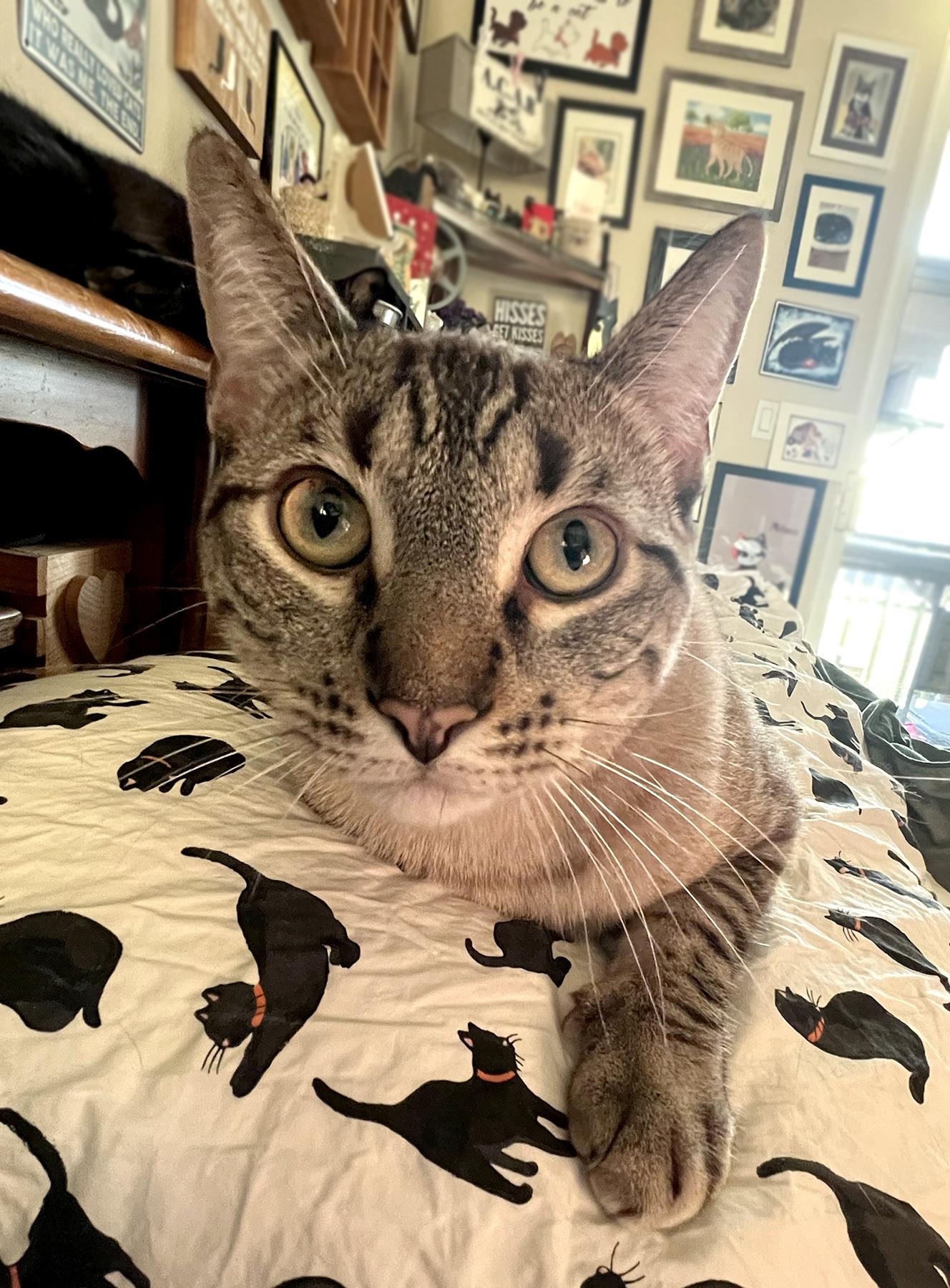 Sable, Adoptable, Young Male Domestic Short Hair.