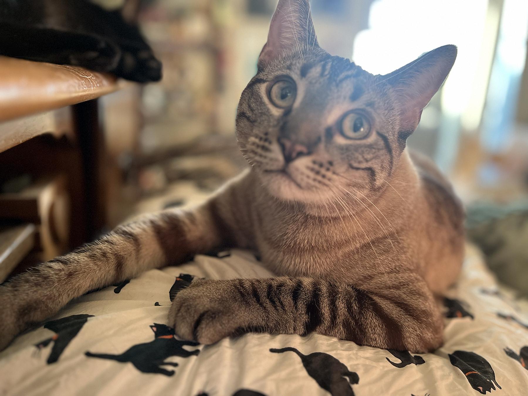 Sable, a Adoptable Domestic Short Hair in La Puente, CA image 2/3