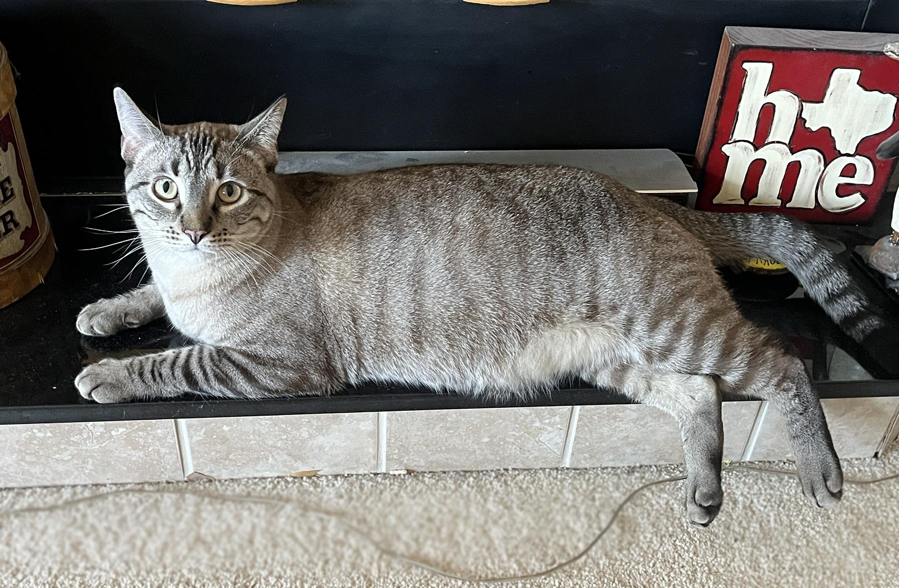 Enlarge Sable, a Adoptable Domestic Short Hair in La Puente, CA image 4/5