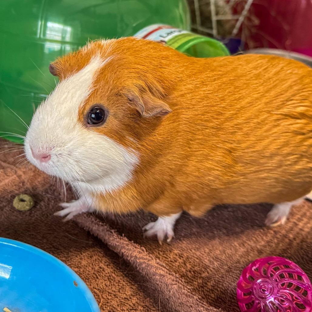 Ginger *Bonded w/ Luma*, Adoptable, Adult Female Guinea Pig.