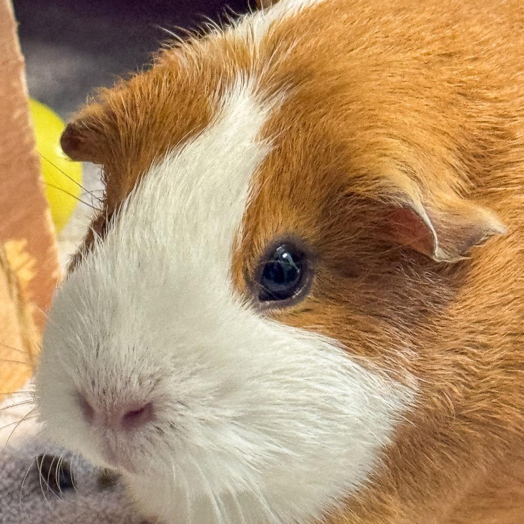 Enlarge Ginger *Bonded w/ Luma*, a Adoptable Guinea Pig in Kennebunk, ME image 2/6