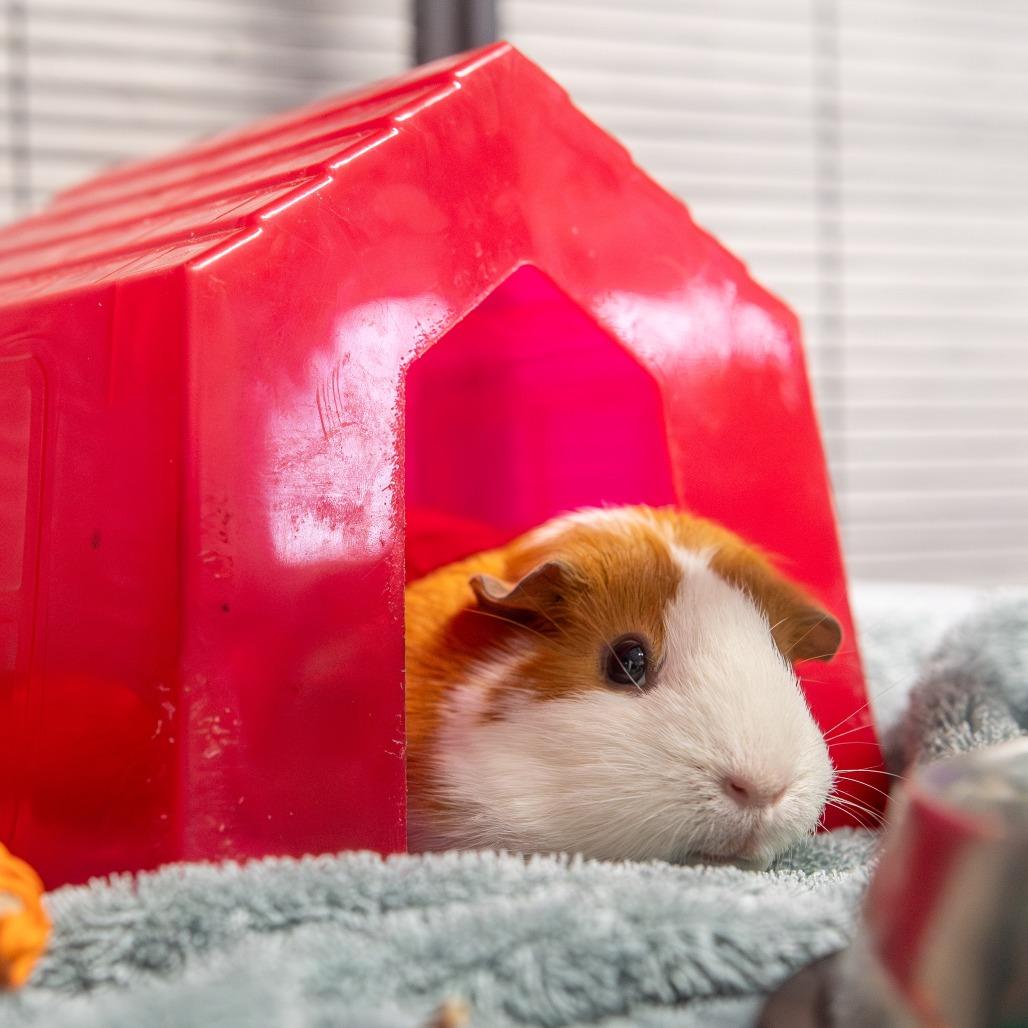 Enlarge Ginger *Bonded w/ Luma*, a Adoptable Guinea Pig in Kennebunk, ME image 3/6