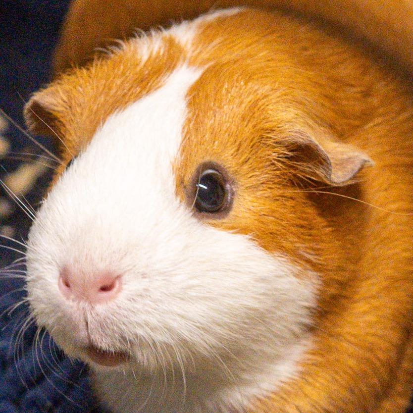 Enlarge Ginger *Bonded w/ Luma*, a Adoptable Guinea Pig in Kennebunk, ME image 4/6