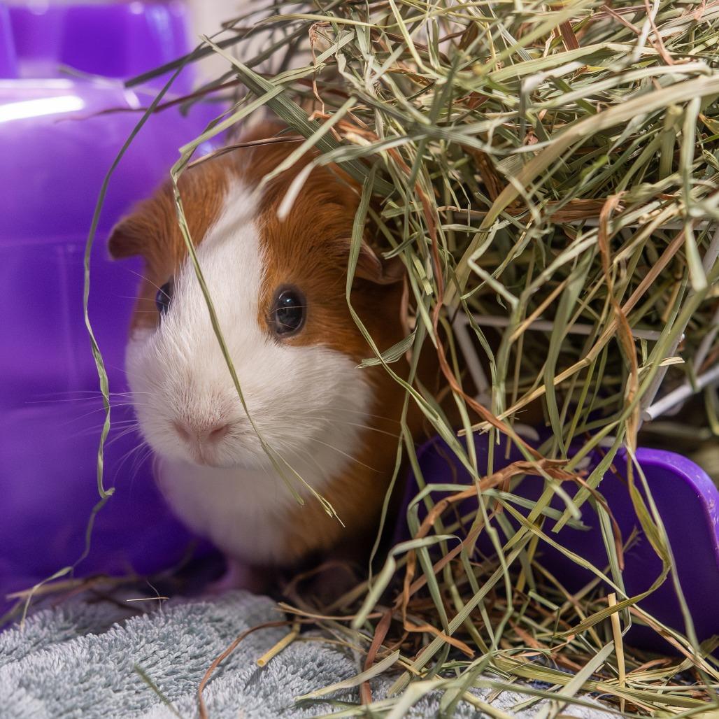 Enlarge Ginger *Bonded w/ Luma*, a Adoptable Guinea Pig in Kennebunk, ME image 5/6
