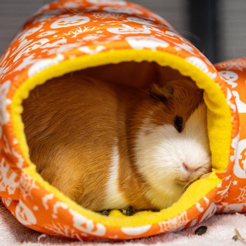 Enlarge Ginger *Bonded w/ Luma*, a Adoptable Guinea Pig in Kennebunk, ME image 6/6