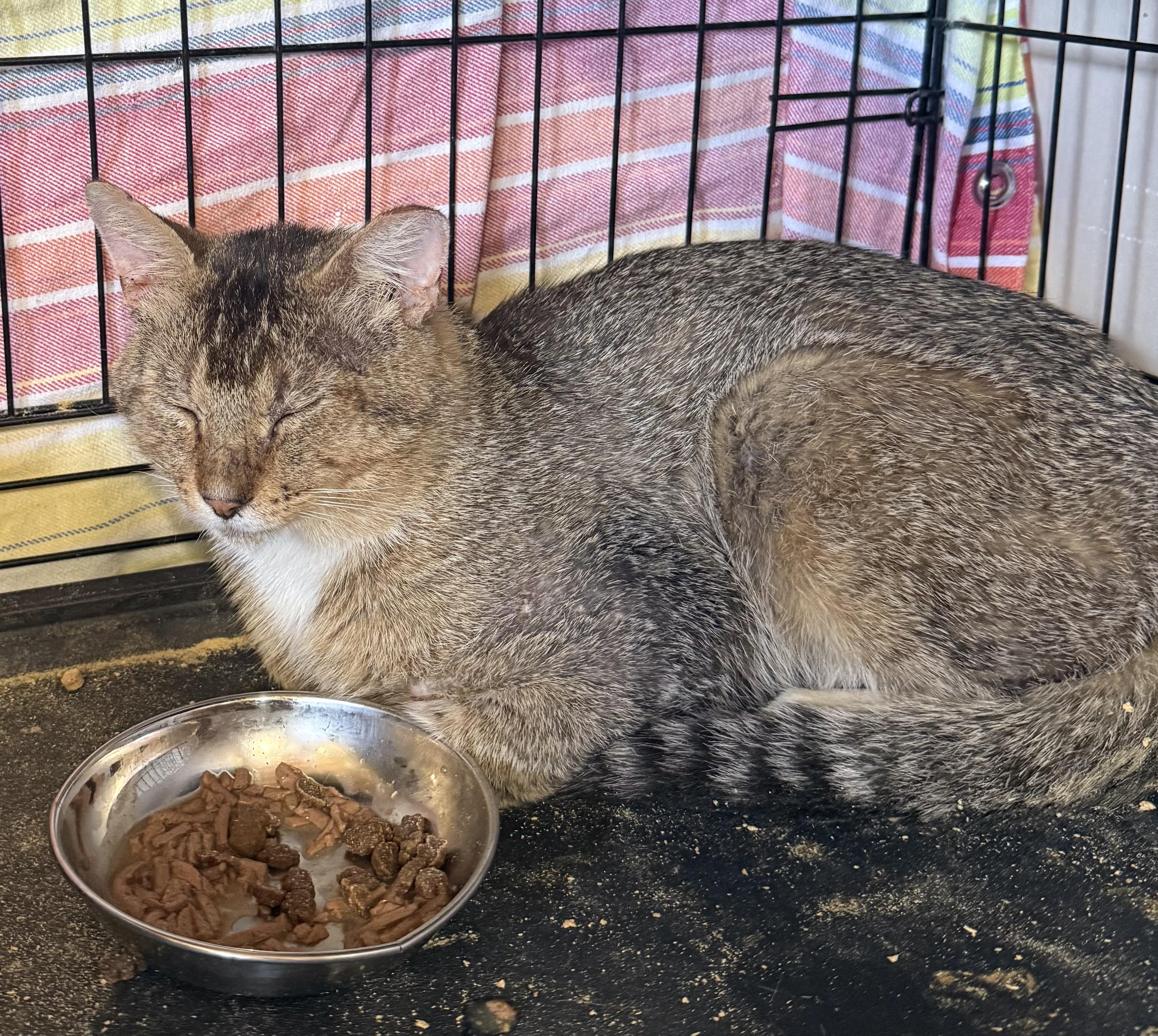 Enlarge Ticky, a Adoptable Domestic Short Hair in Anna, TX image 2/2